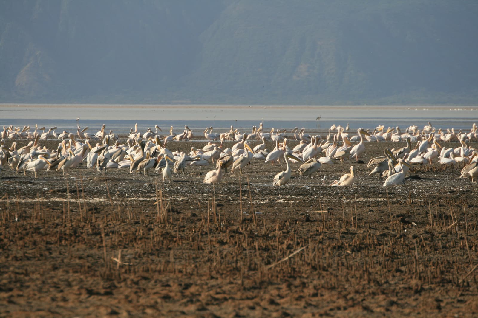 Birds on the shallow water of Lake Eyasi