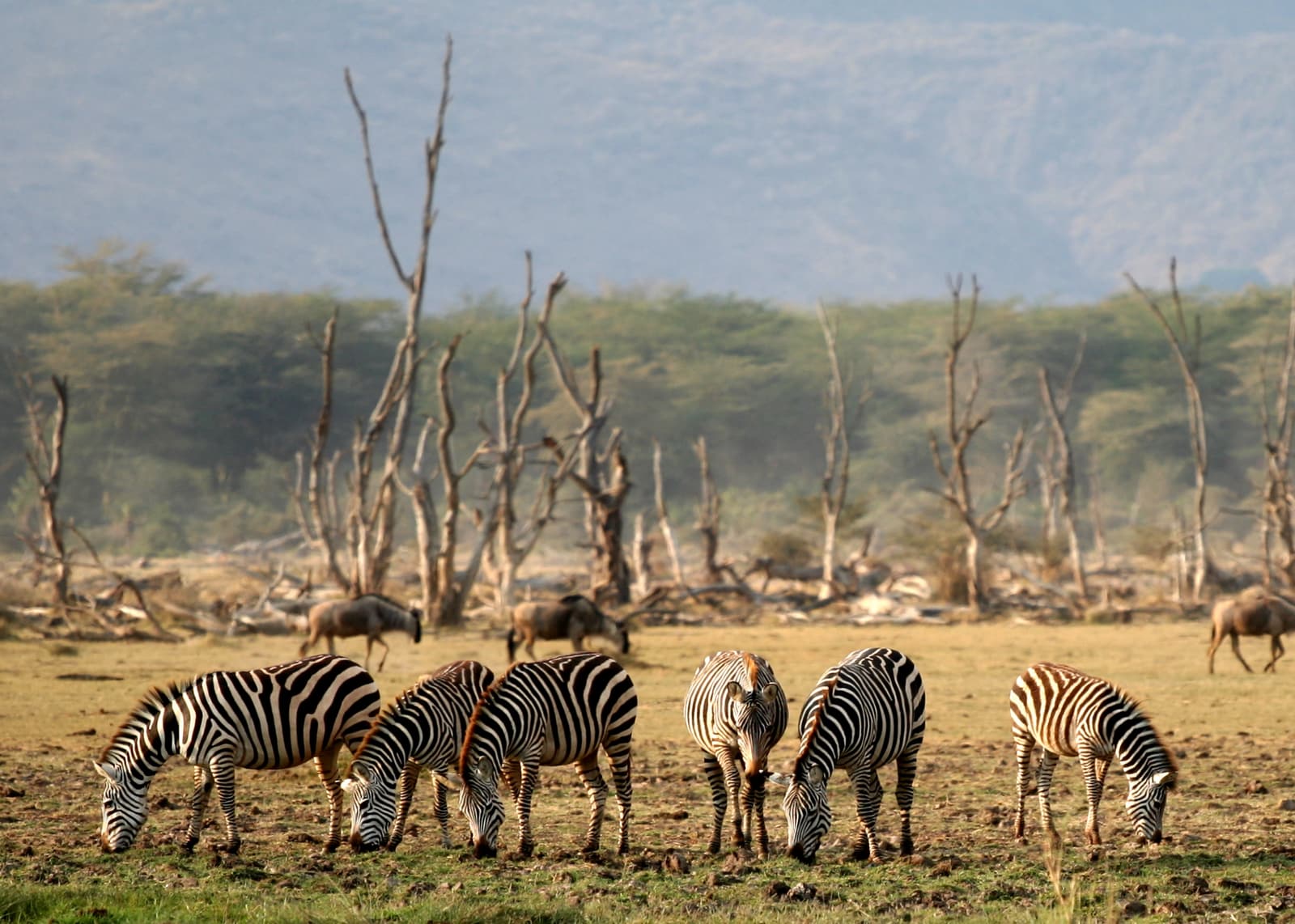 Zebras and wildebeest grazing by Lake Manyara