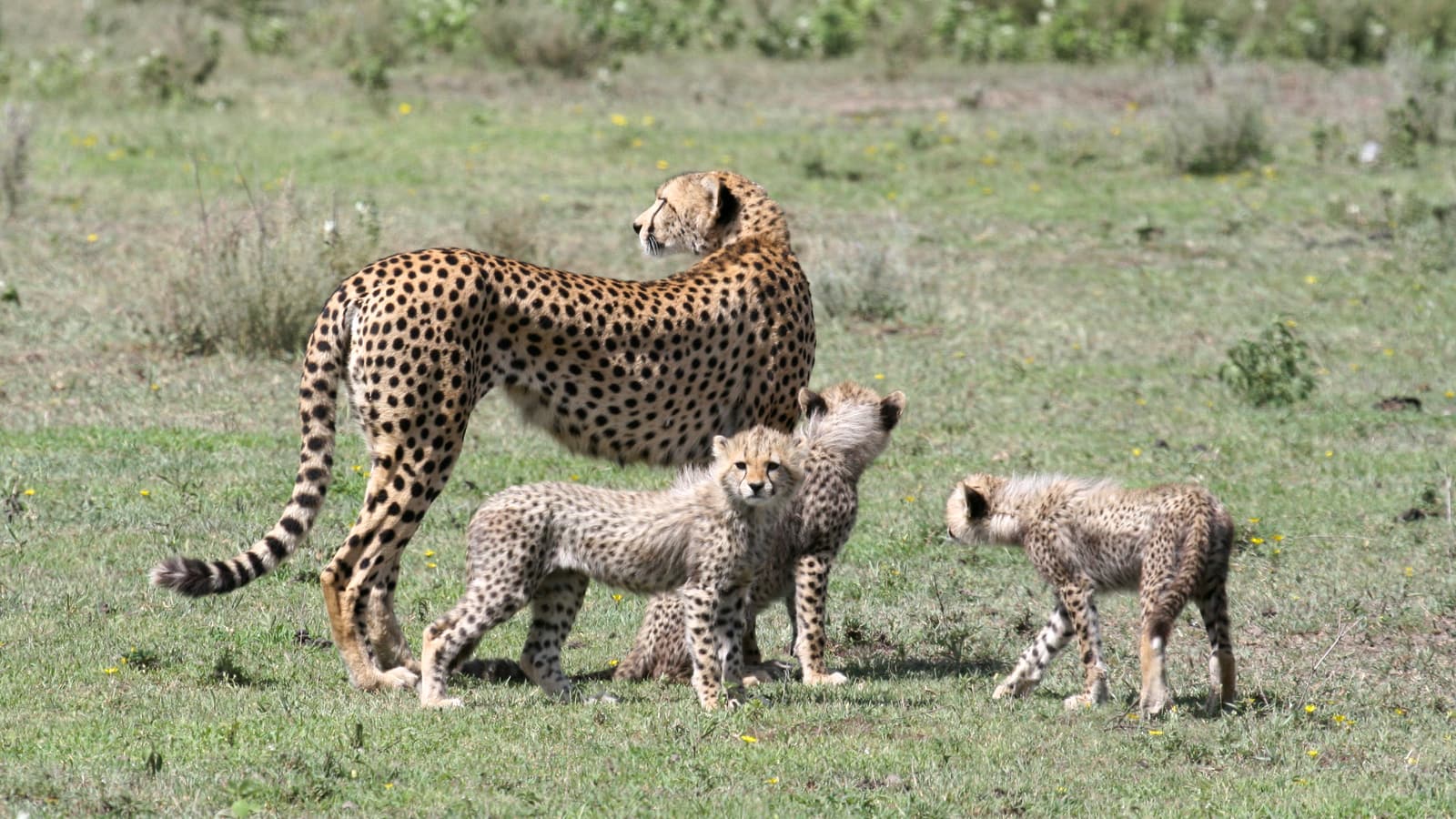 A cheetah with cubs on the plains near Ndutu