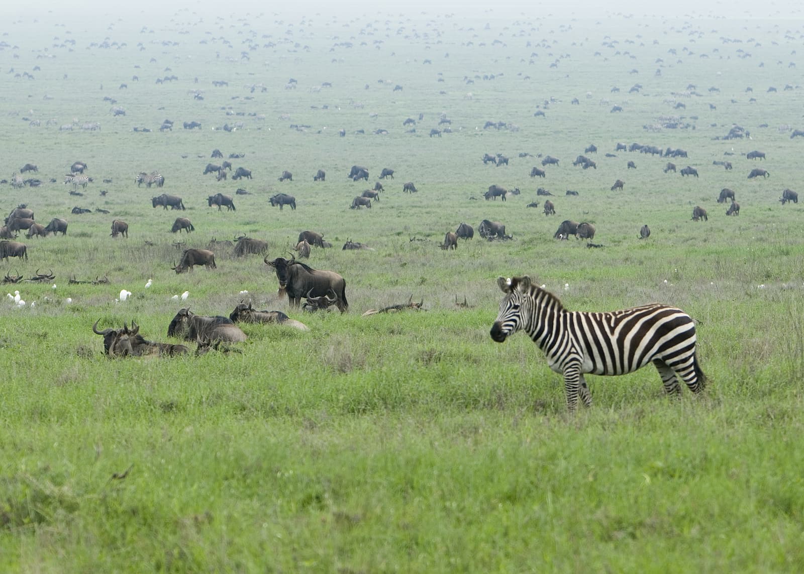 A zebra among wildebeest on the Serengeti plains