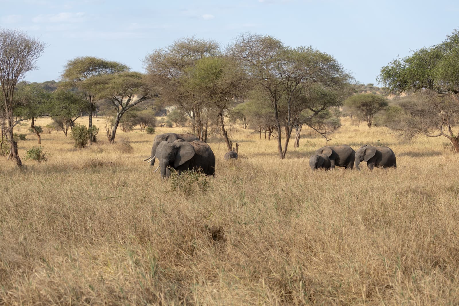 Elephants among acacia trees in Tarangire National Park