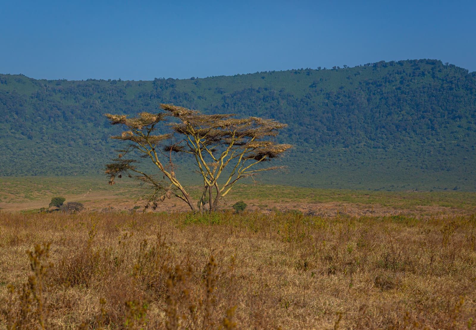An acacia tree on the crater floor below the crater wall