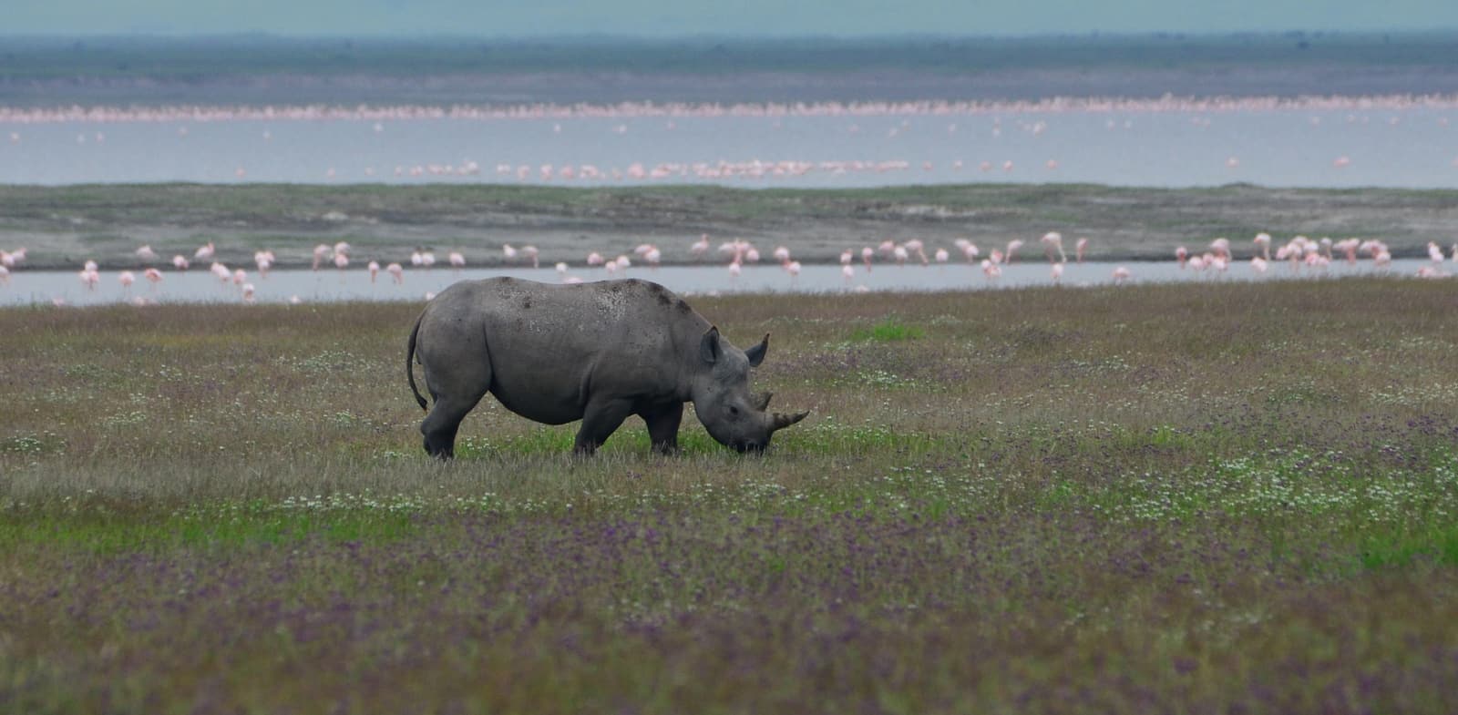 A black rhino on the crater floor with flamingos on the lake behind
