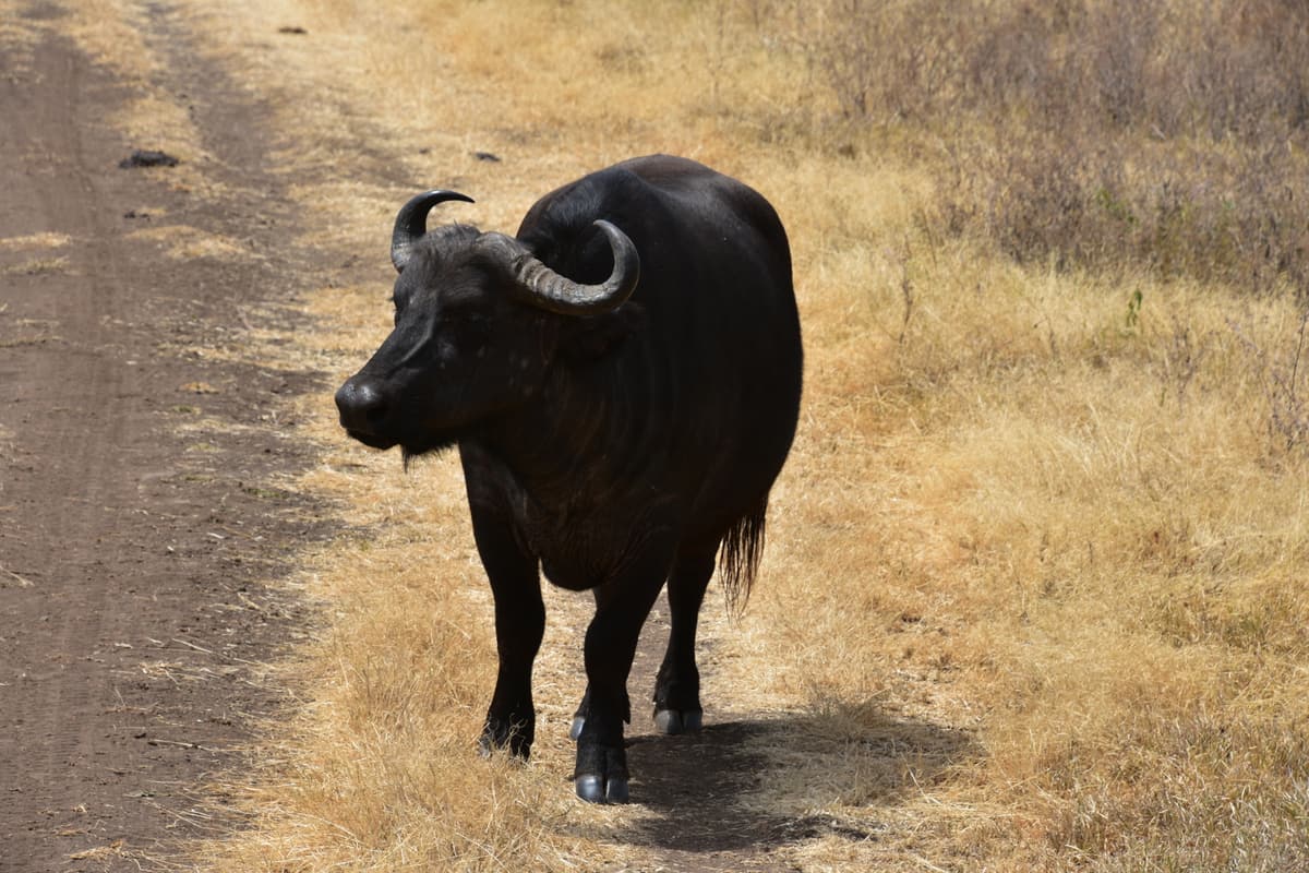 A Cape buffalo on a track in the Ngorongoro Crater