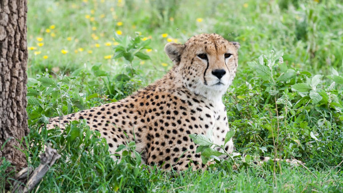 A cheetah in green grass near Ndutu
