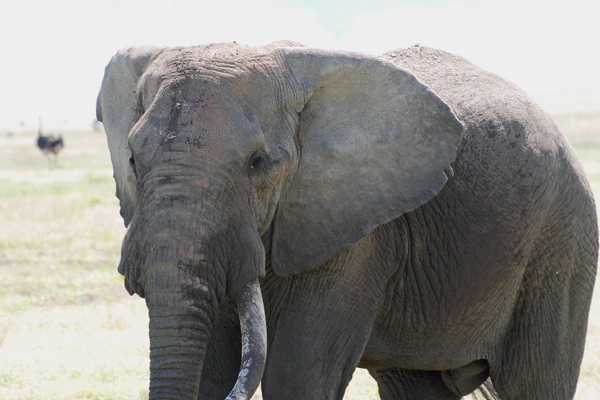 An old bull elephant on the Ngorongoro Crater floor