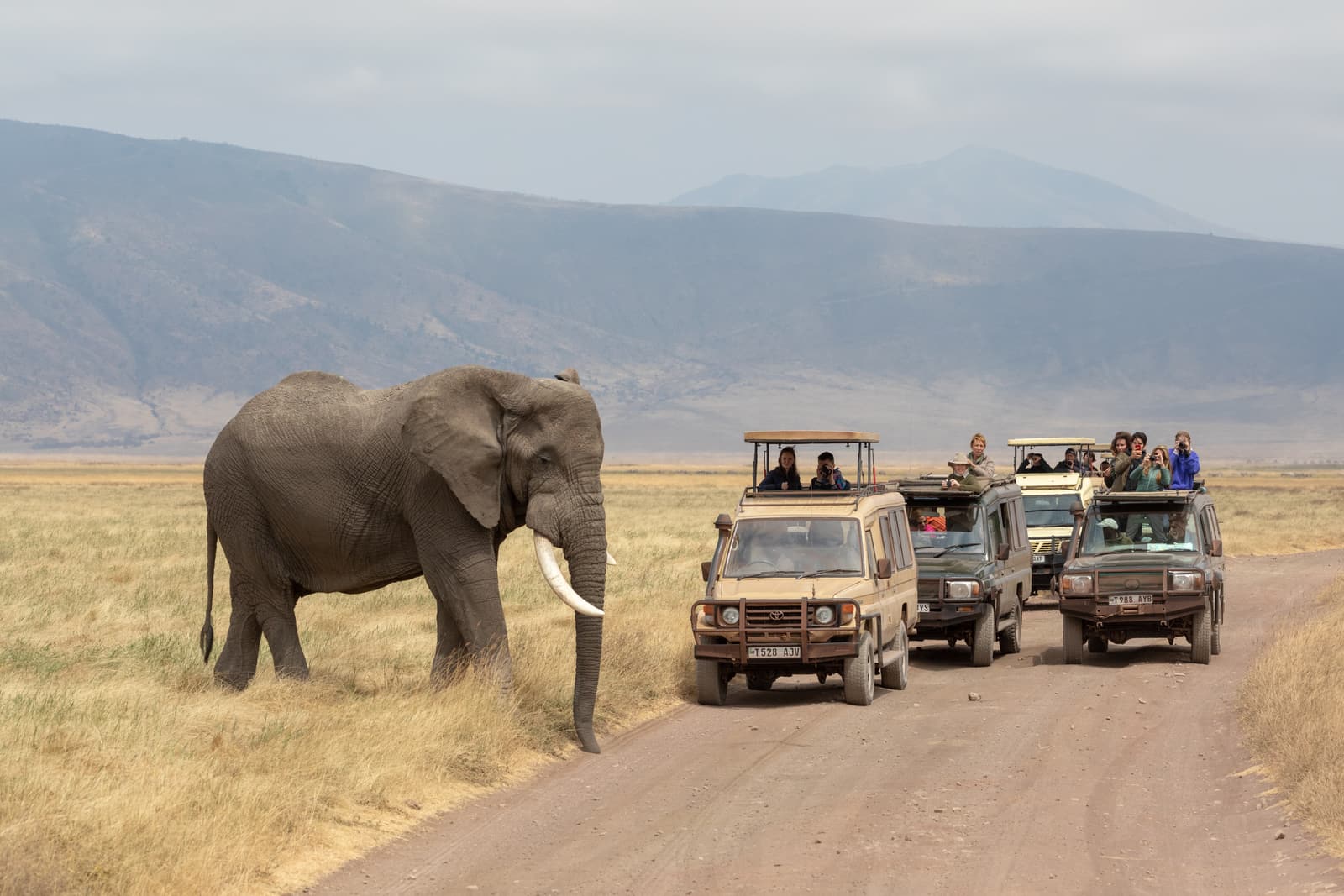 Safari vehicles watching an elephant on the Ngorongoro Crater floor