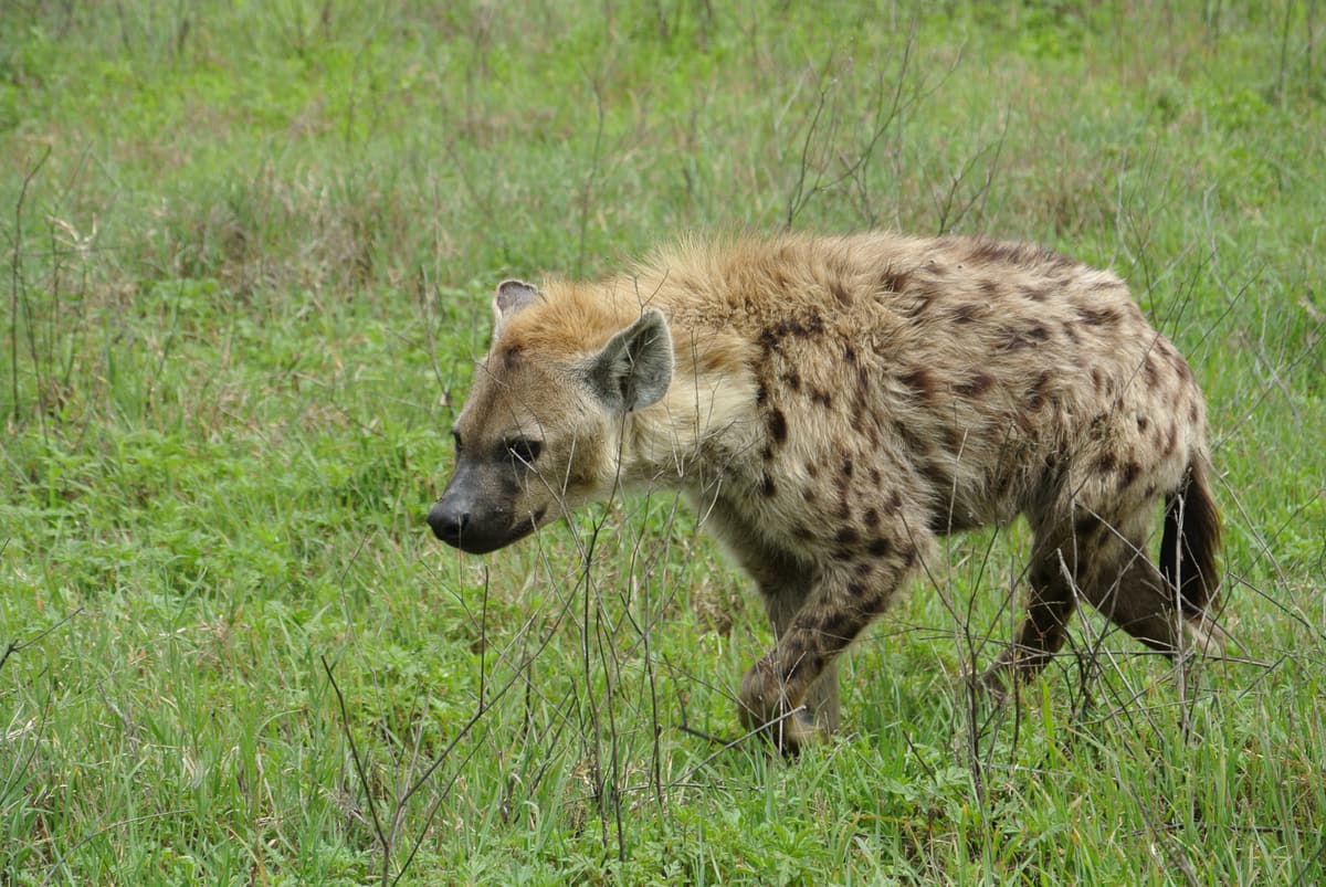 A spotted hyena walking through green grass in the Ngorongoro Crater
