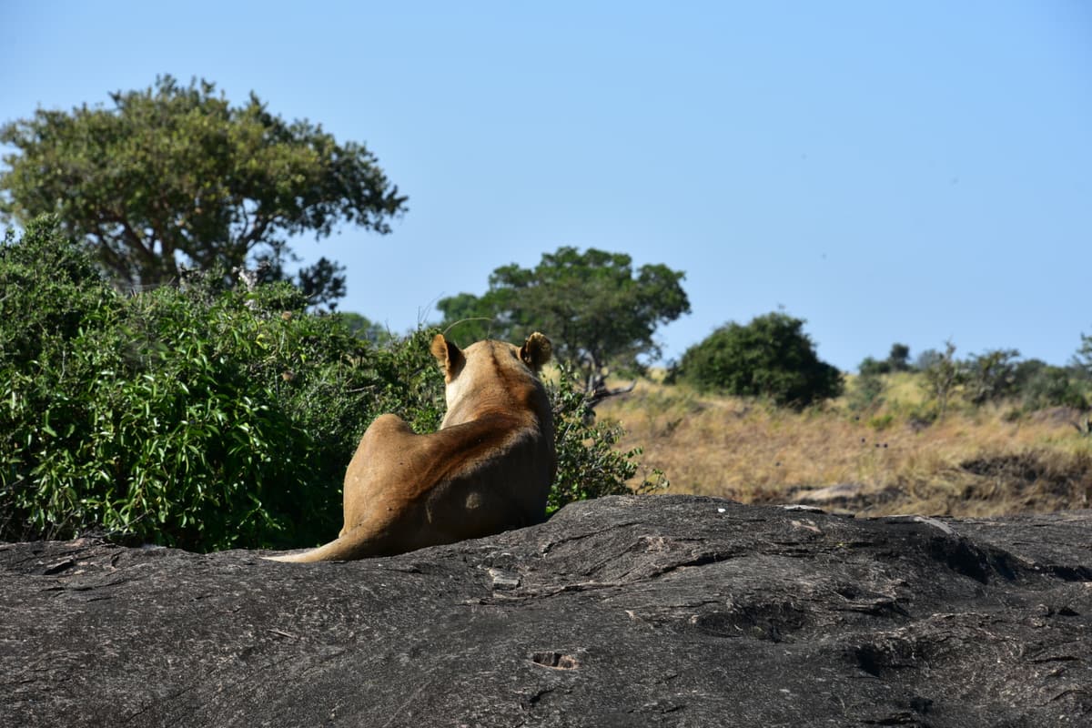 A lioness lying on a granite kopje