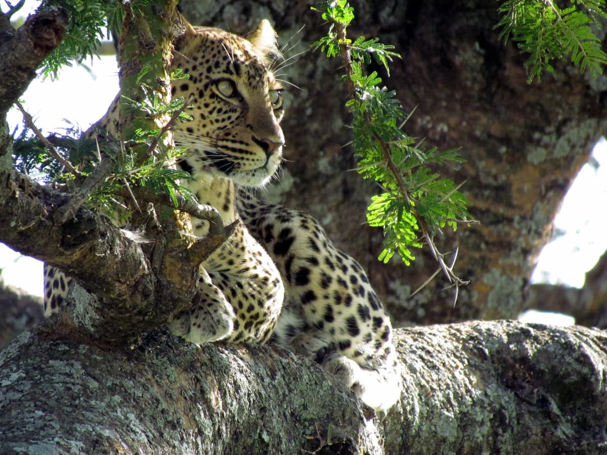 A leopard resting in a tree in the Serengeti