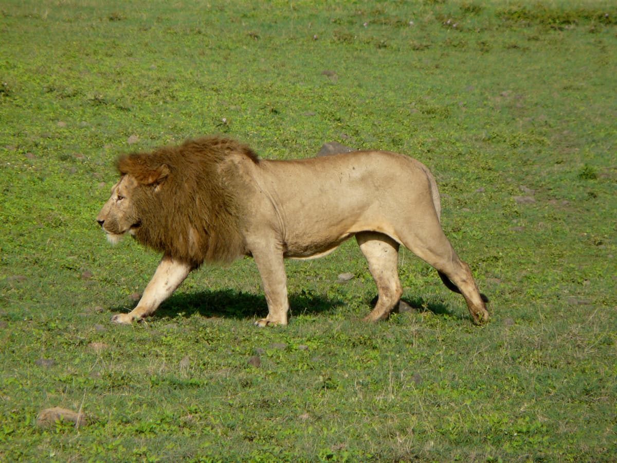 A male lion walking across the green floor of the Ngorongoro Crater