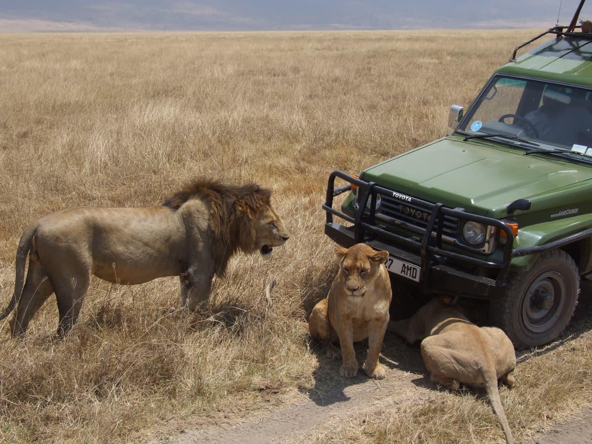 Lions lying next to a safari vehicle on the Ngorongoro Crater floor