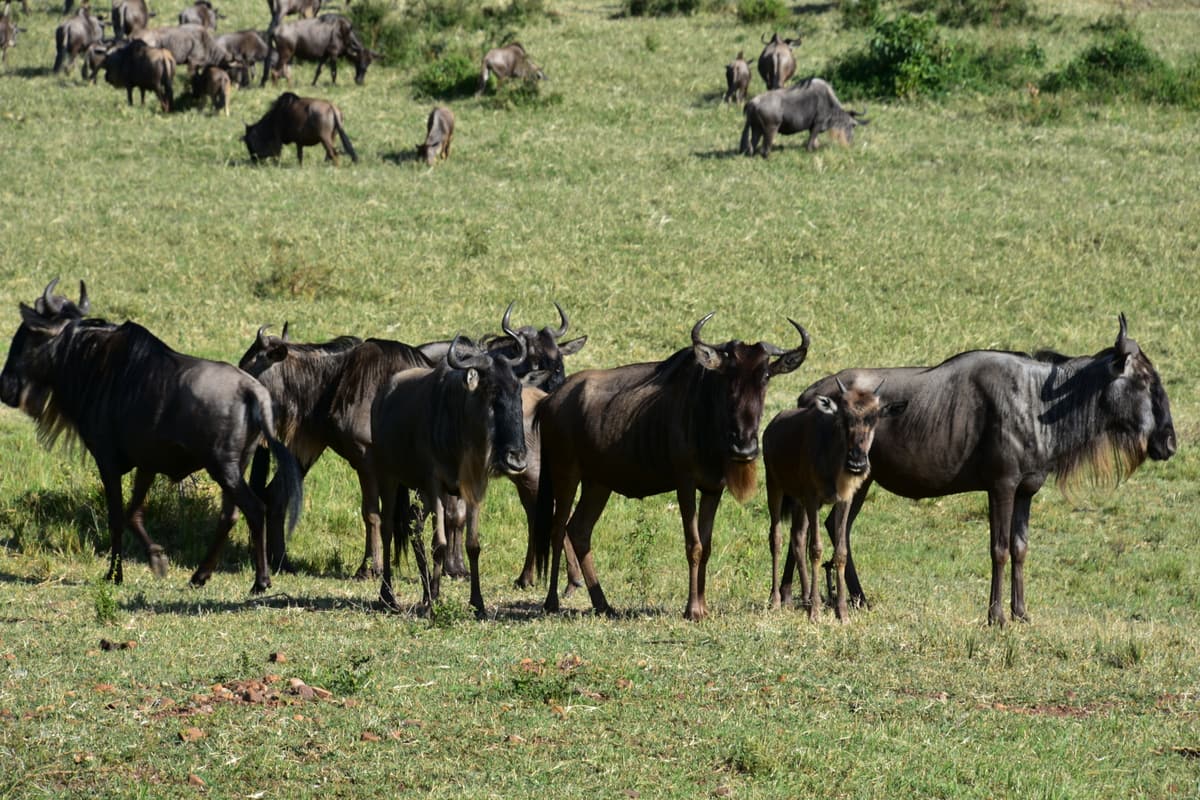 Wildebeest on the plains of the Serengeti during the Great Migration