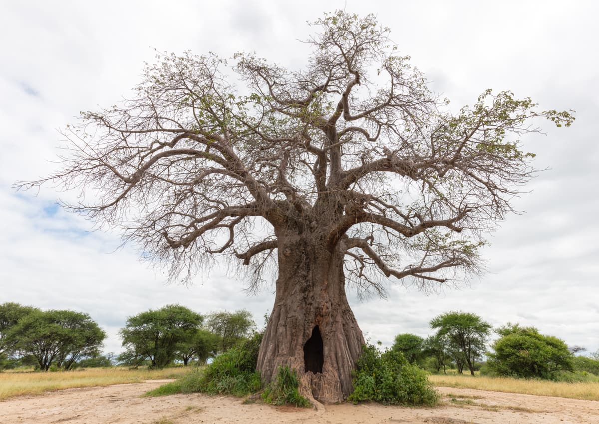 A large baobab tree in Tarangire National Park
