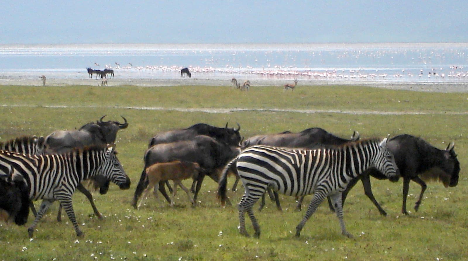 Wildebeest and zebra grazing near the lake in the Ngorongoro Crater